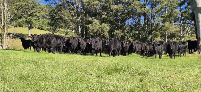 1431 Coramba Road Dorrigo NSW 2453 1431 Coramba Road Dorrigo NSW 2453