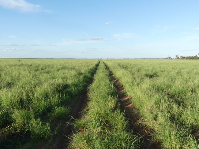 'North Harriman' Balonne Highway Cunnamulla QLD 4490