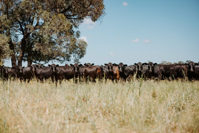 "Glenalan" Moonie Highway Moonie QLD 4406