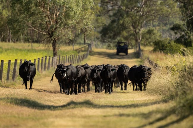 "Hi-View" 299 Hudson Road Felton QLD 4358 "Hi-View" 299 Hudson Road Felton QLD 4358