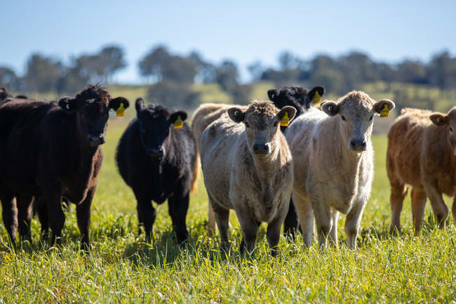 'Pine View' 821 Llangothlin Road Guyra NSW 2365 'Pine View' 821 Llangothlin Road Guyra NSW 2365