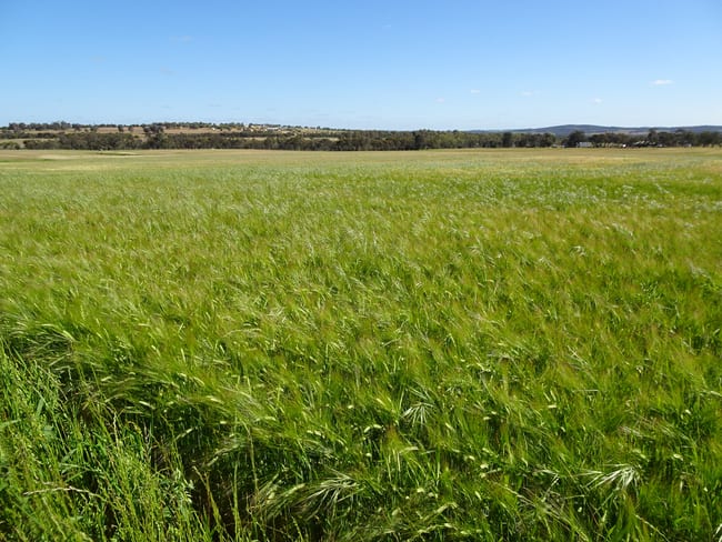 Lot 51 & 1 Boyagarra Road Brookton WA 6306 Lot 51 & 1 Boyagarra Road Brookton WA 6306