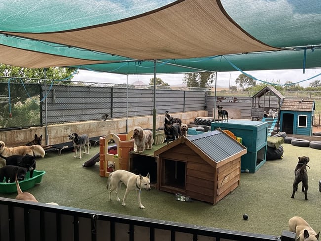 Woofs House Dog Day Care Moonyoonooka WA 6532