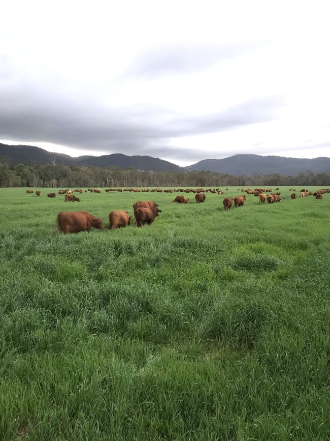 Carrington QLD 4883 Carrington QLD 4883