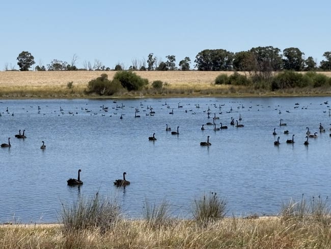 4779 Northwest Road Dandaragan WA 6507 4779 Northwest Road Dandaragan WA 6507