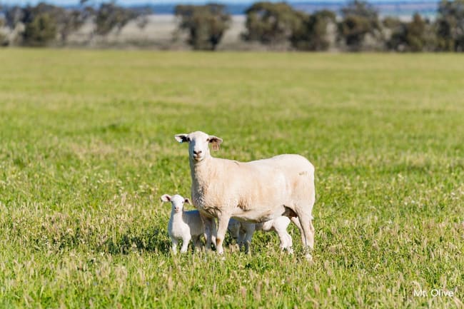 Kamarah Road Narrandera NSW 2700