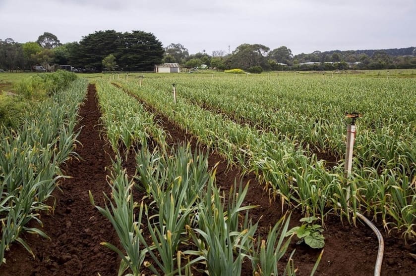 Click to view all images 2102 Phillip Island Road Cowes VIC 3922 - Image 3