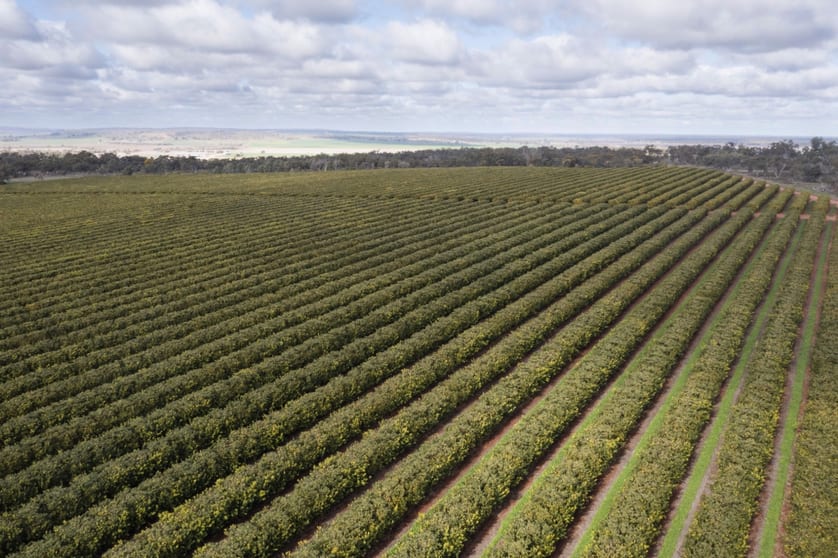 Farm 1245 & Farm 442 203 Payten Road Corbie Hill NSW 2705 - Image 1