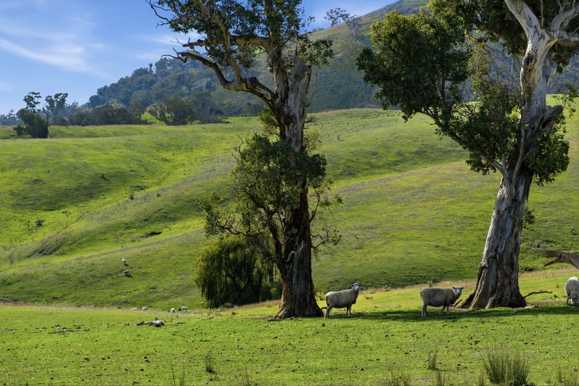 1208 Sawyers Gully Road Mullion NSW 2582 - Image 2