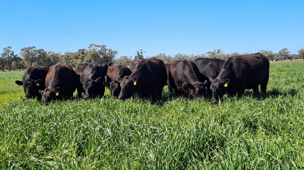 Click to view all images Cobwell Station Sandy Bridge Road Barham NSW 2732 - Image 5