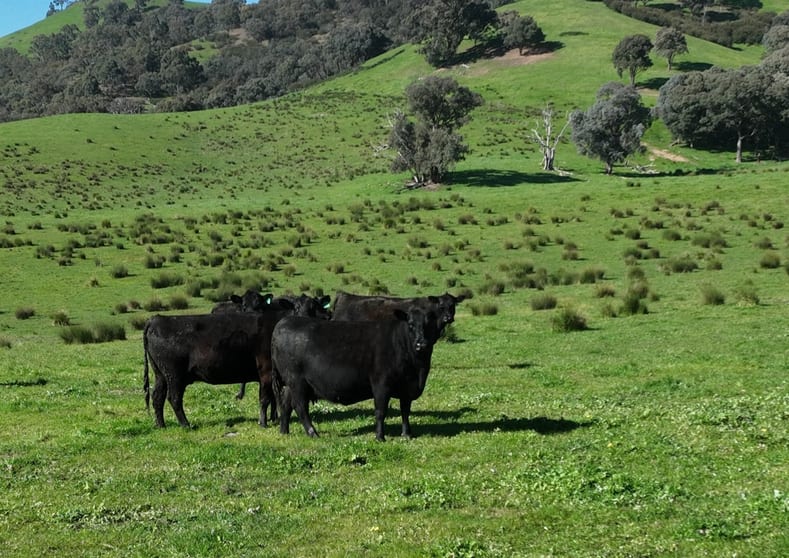 Click to view all images 5695 Melba Highway Yea VIC 3717 - Image 5