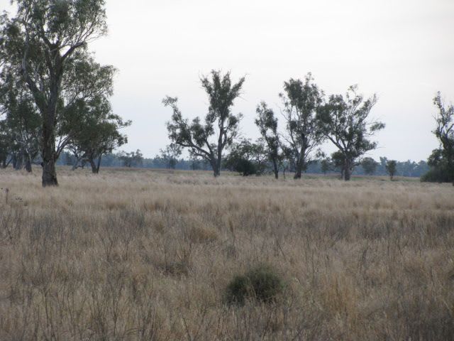Click to view all images . Lot 3 Wambianna Road Warren NSW 2824 - Image 1
