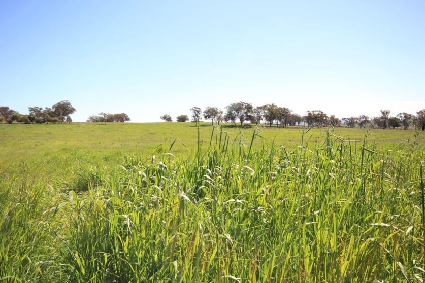Click to view all images 9/ Hill View Estate Gulgong NSW 2852 - Image 1