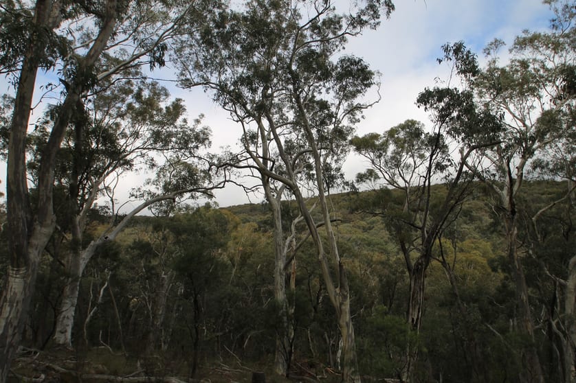 Click to view all images 196 Triangle Swamp Road Mudgee NSW 2850 - Image 3