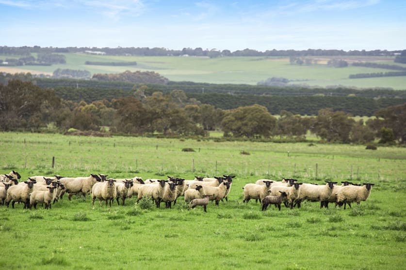 Click to view all images 675 Ingleby Road Winchelsea VIC 3241 - Image 3