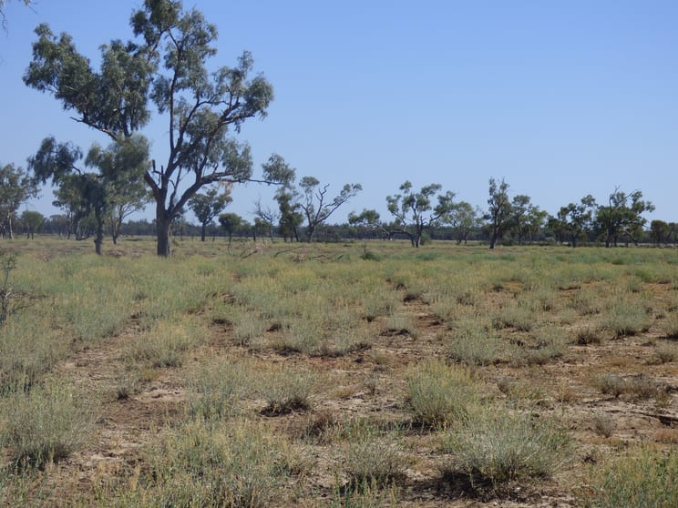 Click to view all images Wyandra QLD 4489 - Image 3