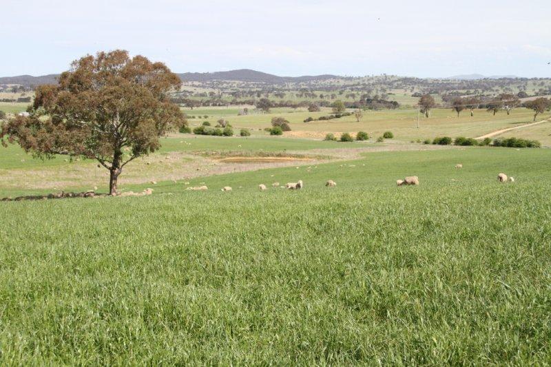 Click to view all images 3/83 Yass Valley Way Manton NSW 2582 - Image 2