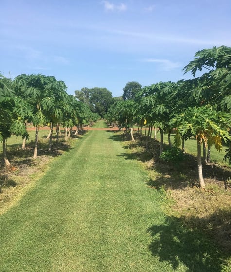 533 Riverfarm Road Kununurra WA 6743 - Image 2