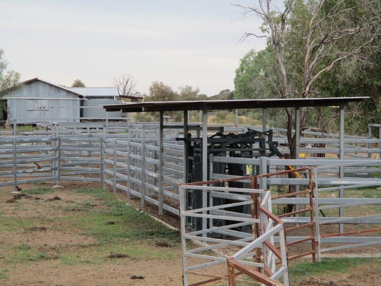 Click to view all images 3966 ACRES BRIGALOW/BELAH SOILS The Gums QLD 4406 - Image 3