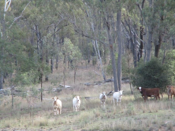 1264 ACRES BREEDER COUNTRY Durong QLD 4610 - Image 1