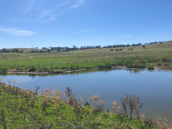 127 Calabash Road Murringo Young NSW 2594 - Image 1