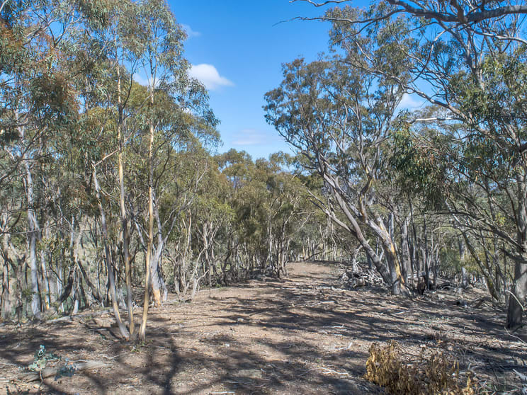 Click to view all images Lot 40 Birchmans Grove Wamboin NSW 2620 - Image 3