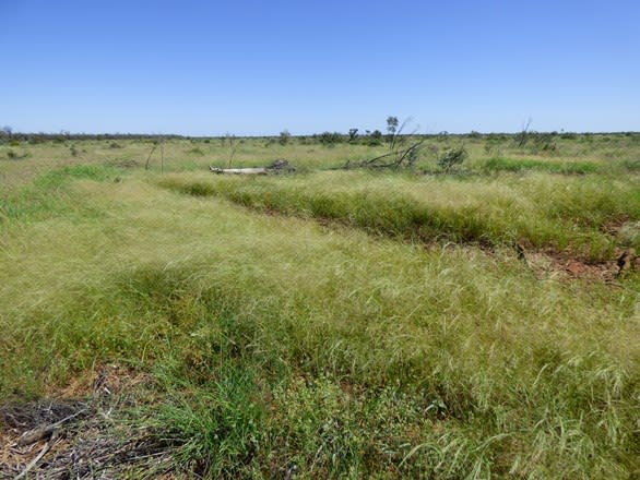 Click to view all images Charleville QLD 4470 - Image 3