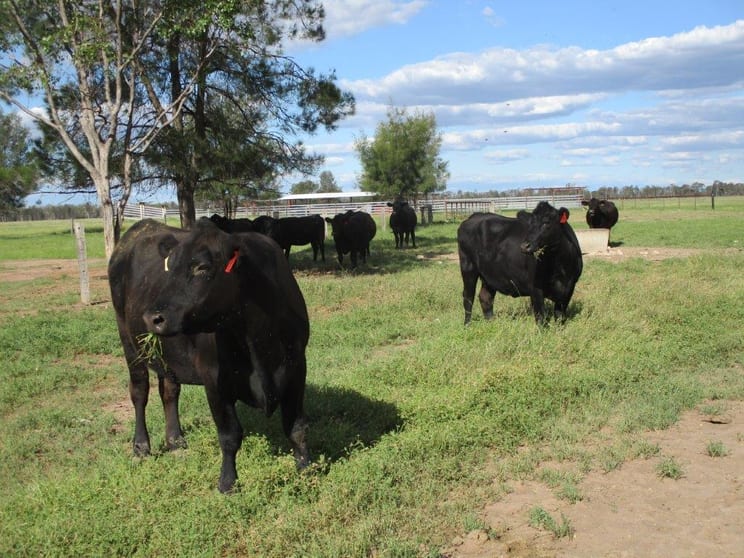 2438 ACRES BRIGALOW/BELAH Tara QLD 4421 - Image 1