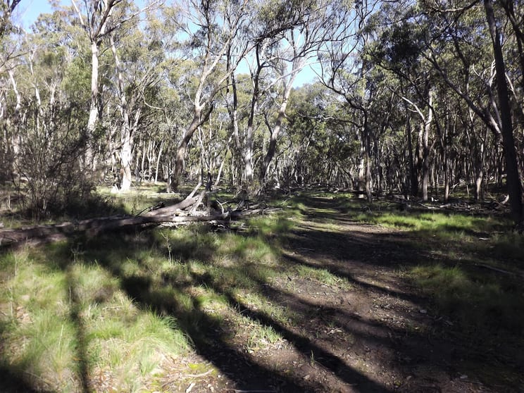 1527 New England Highway Dundee NSW 2370 - Image 3
