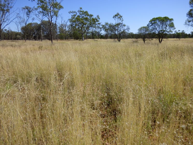 Click to view all images 'OUIDA' 9142 Adavale Road Langlo QLD 4470 - Image 1