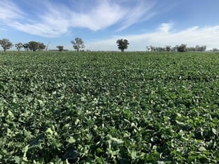 Click to view all images . Sunriver Narromine NSW 2821 - Image 1