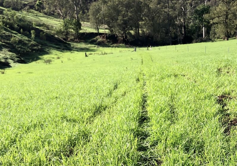 200 Coxs Creek Road, Wallaringa via Dungog NSW 2420 - Image 3