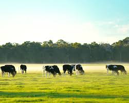 Click to view all images Rural & Farming business for sale in Shepparton - Image 1