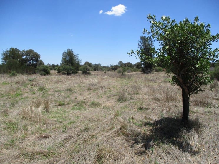 1279 Acres Brigalow Country The Gums QLD 4406 - Image 3