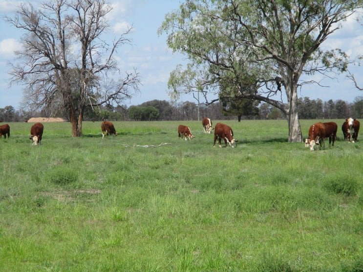 Click to view all images 1265 ACRES BRIGALOW COUNTRY Tara QLD 4421 - Image 2