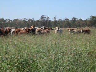 Click to view all images "GLENCOE" 1279 ACRES Chinchilla QLD 4413 - Image 1