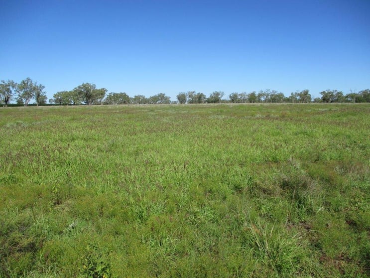 Click to view all images AUCTION "IRONBARK 2" - 405 ACRES Kaimkillenbun QLD 4406 - Image 2
