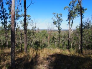 LOT 39 NIELSONS ROAD Good Night QLD 4671 - Image 1