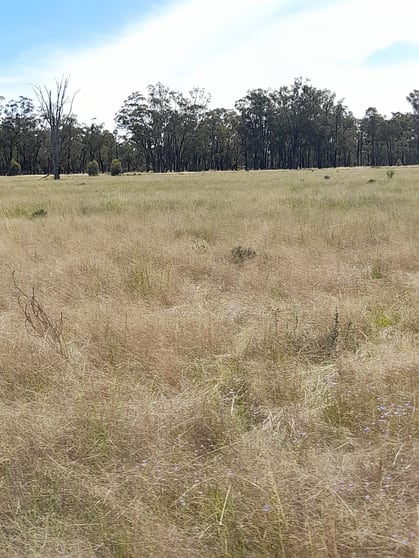 Click to view all images 936 West Mialla Road Balladoran NSW 2822 - Image 3