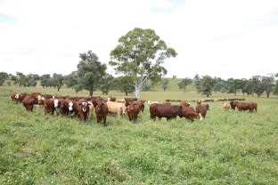 Upton Farms Topdale road Niangala NSW 2354 - Image 3
