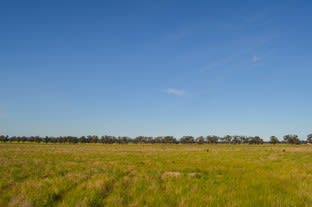 Click to view all images 324 Thanowring School Road Temora NSW 2666 - Image 1