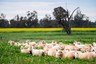 'Killarney' 99R Nubingerie Road Benolong NSW 2818 - Image 1