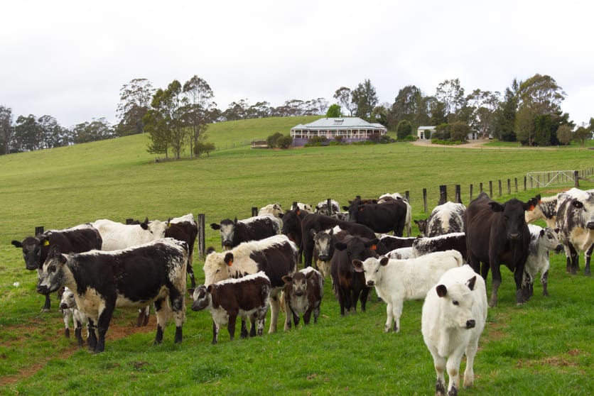 Click to view all images 387 Muldiva Road Dorrigo NSW 2453 - Image 2