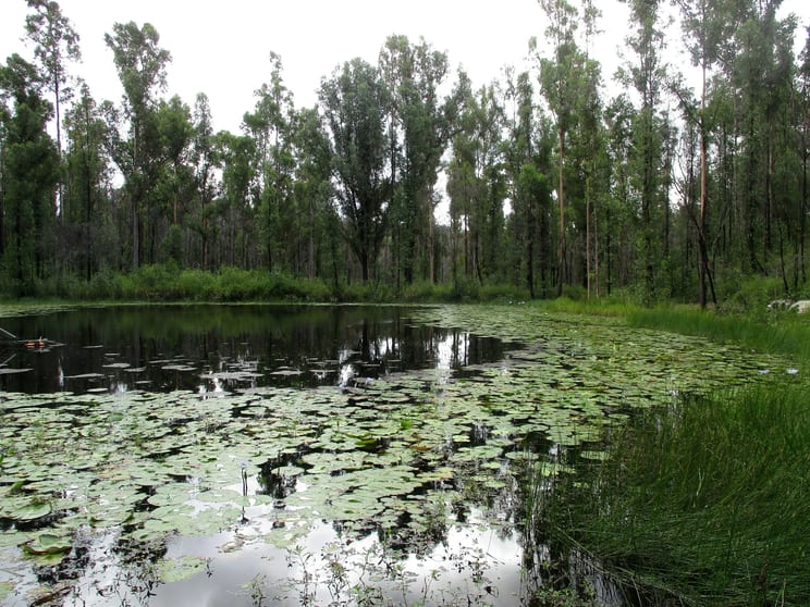 215 Martin Road Nymboida NSW 2460 - Image 2