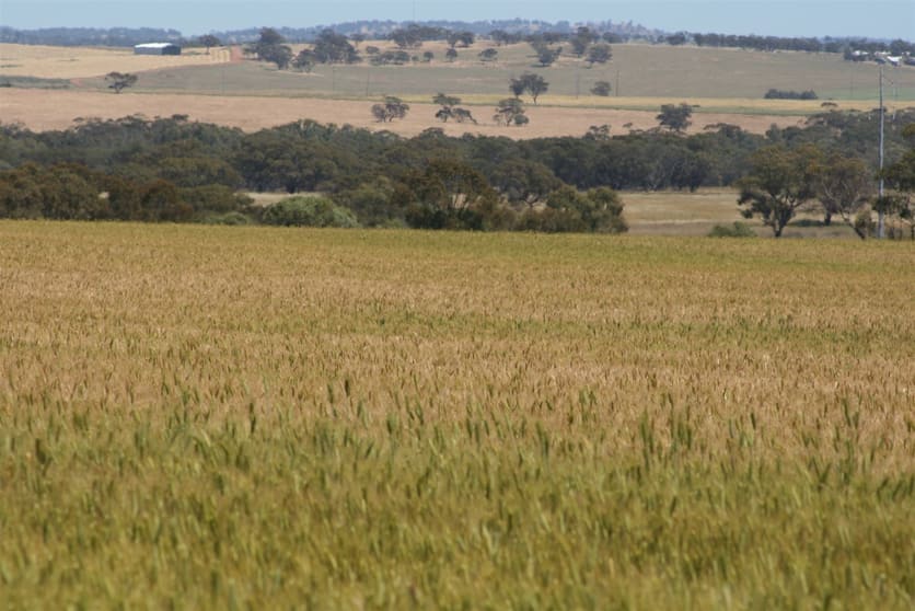 Click to view all images . MANNALEA Grass Valley WA 6403 - Image 2
