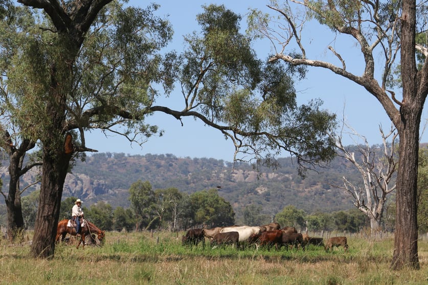 Click to view all images 192 Yarrandi Road Scone NSW 2337 - Image 3