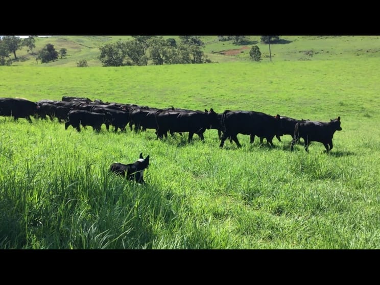 Click to view all images Lot 48 Back Creek Road Kyogle NSW 2474 - Image 2
