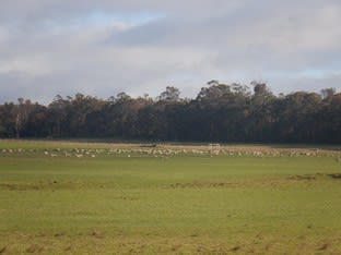 Click to view all images Lot 5884 Jackson Road Manjimup WA 6258 - Image 3