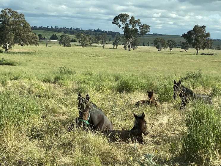 Click to view all images 380 Bidgeeribbin Road Bathurst NSW 2795 - Image 2