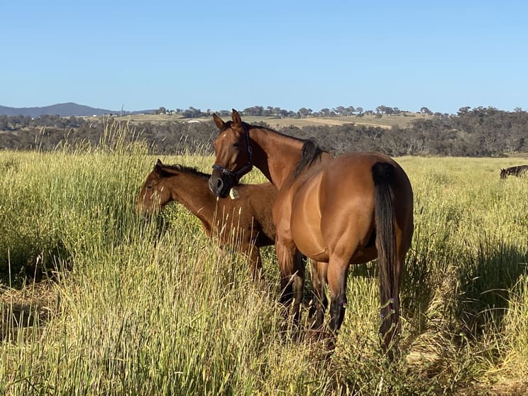 Click to view all images 380 Bidgeeribbin Road Bathurst NSW 2795 - Image 3